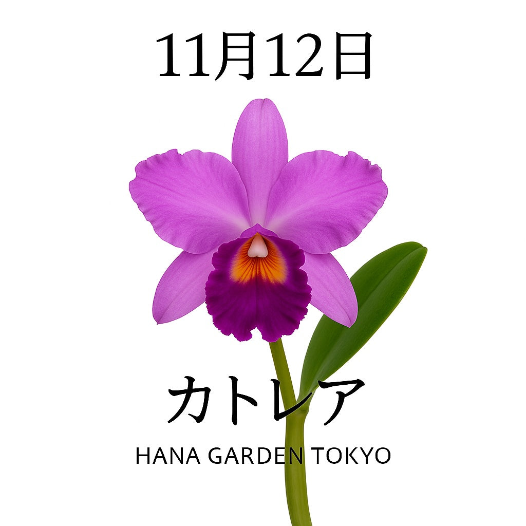 11月12日の誕生花はカトレア｜気品と華やかさを兼ね備えた蘭の女王