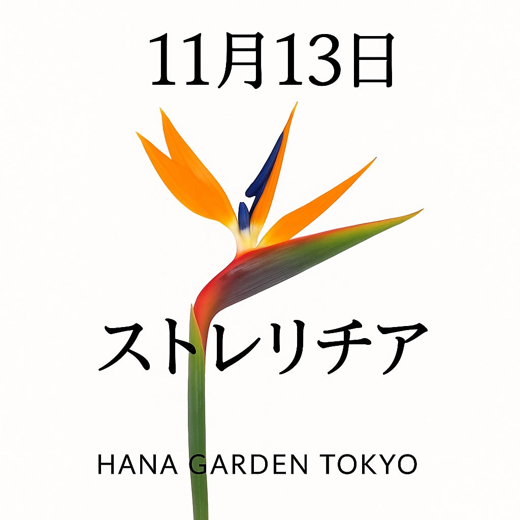 11月13日の誕生花はストレリチア｜未来への翼を広げる花