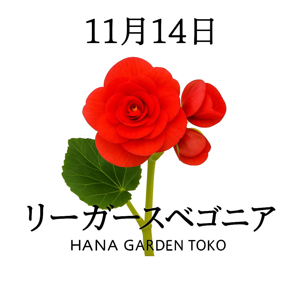 11月14日の誕生花はリーガースベゴニア｜やさしさと活力を届ける冬の花