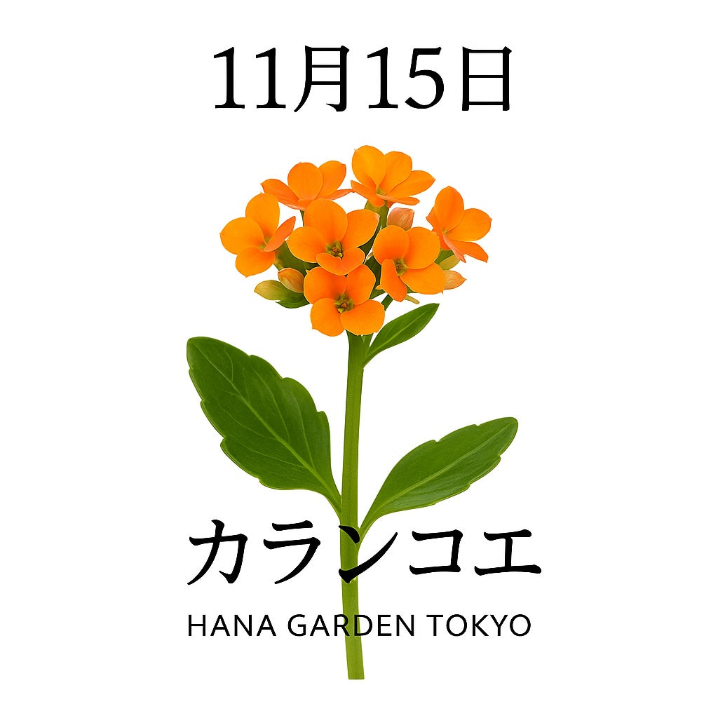 11月15日の誕生花はカランコエ｜小さな灯りをともすように咲く花