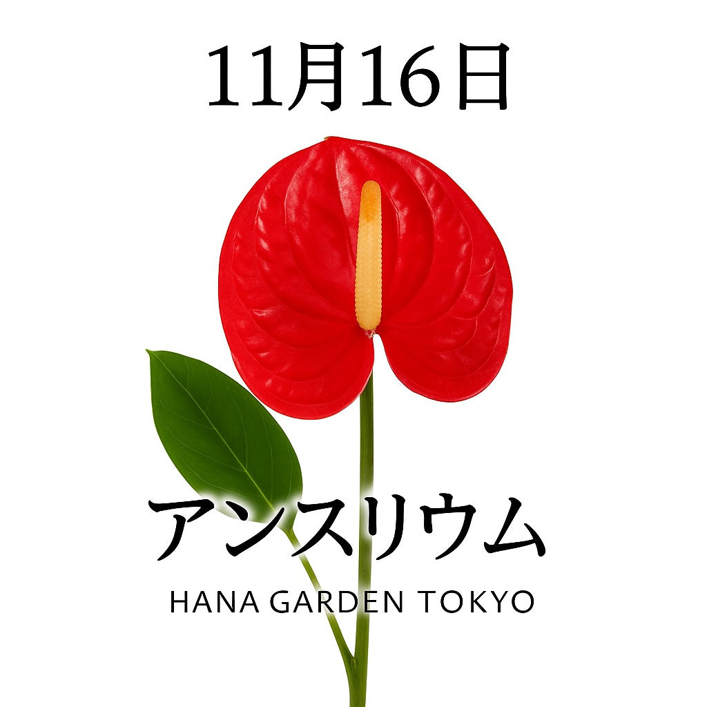 11月16日の誕生花はアンスリウム｜心を明るく照らす艶やかな花