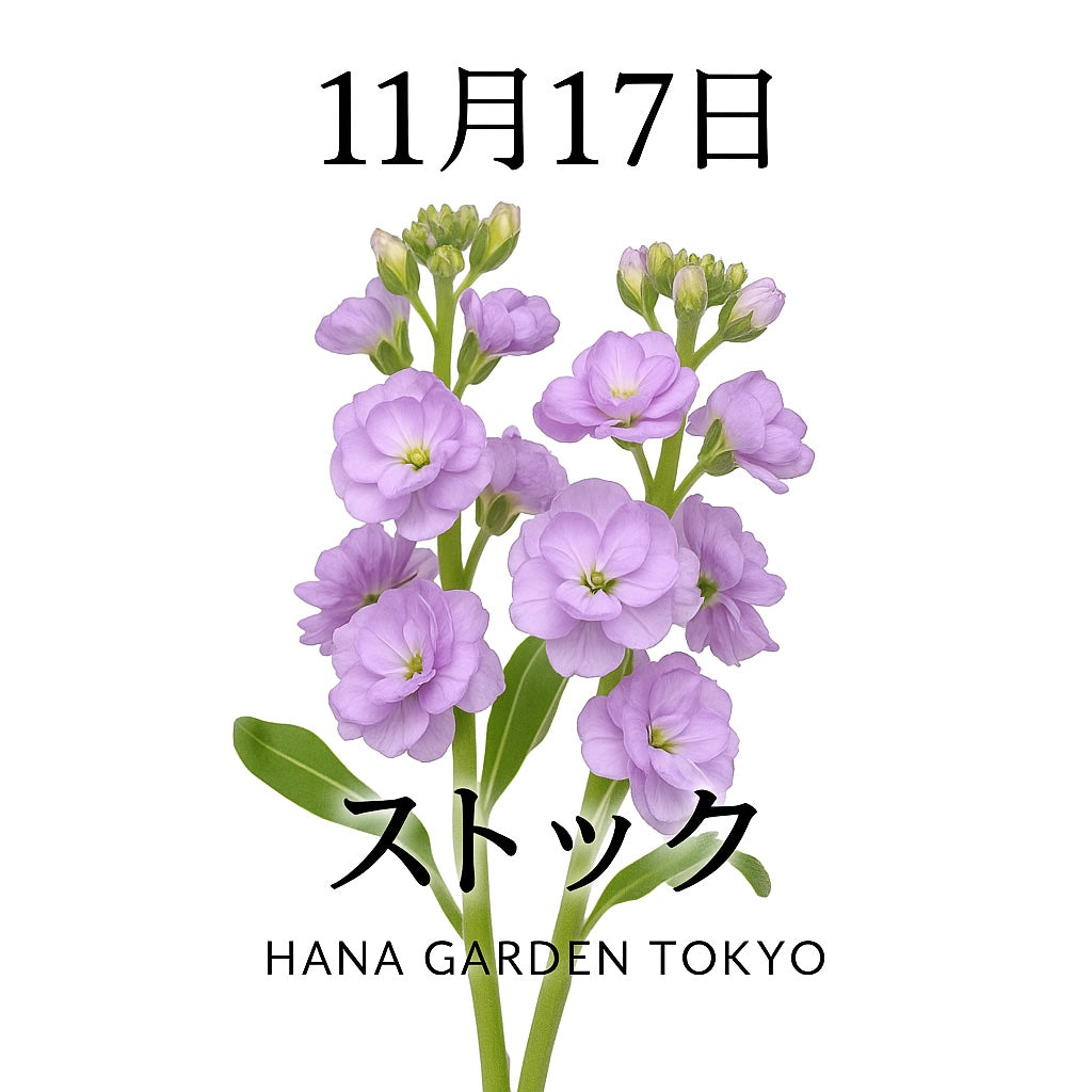 11月17日の誕生花はストック｜冬に寄り添うあたたかな香りの花