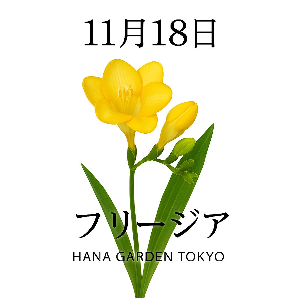 11月18日の誕生花はフリージア｜優しい香りが寄り添う花
