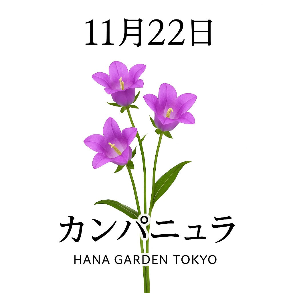 11月22日の誕生花はカンパニュラ｜優しい鐘の音のように響く花