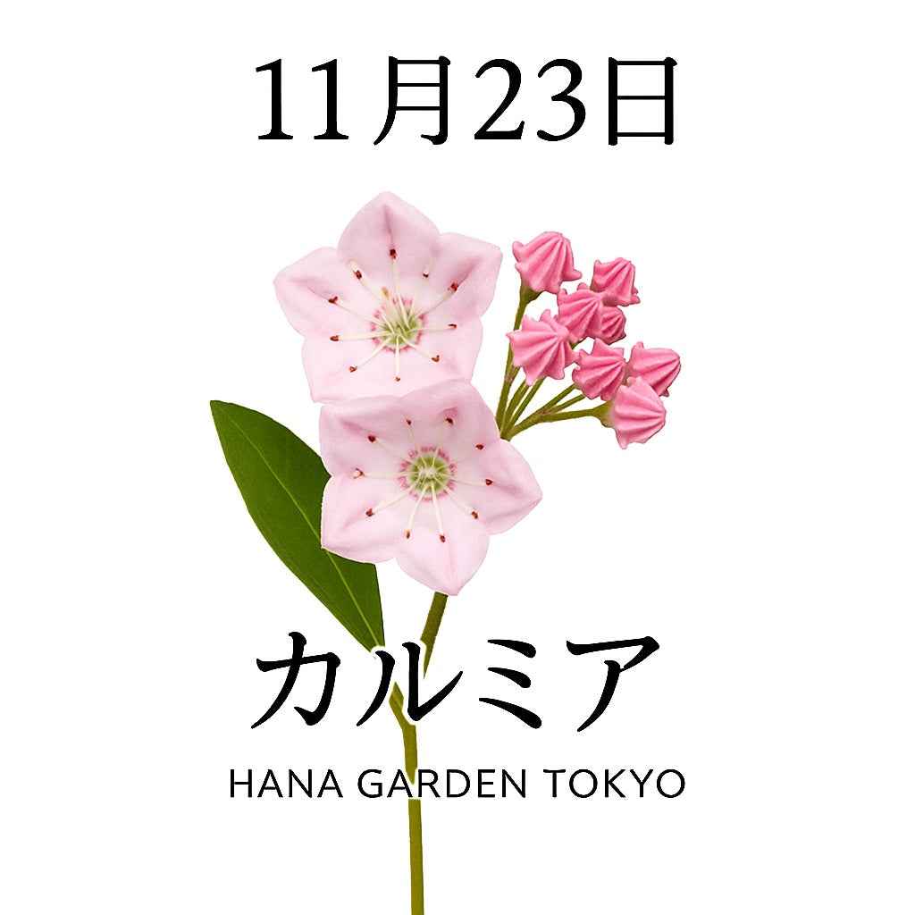 11月23日の誕生花はカルミア｜星のつぼみが未来を照らす花
