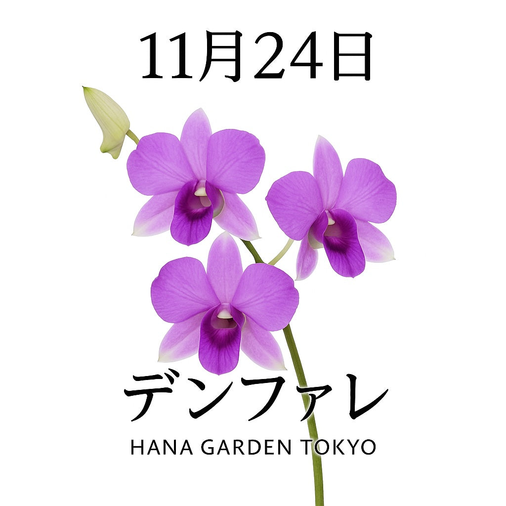11月24日の誕生花はデンファレ｜清らかな気品をたたえる蘭