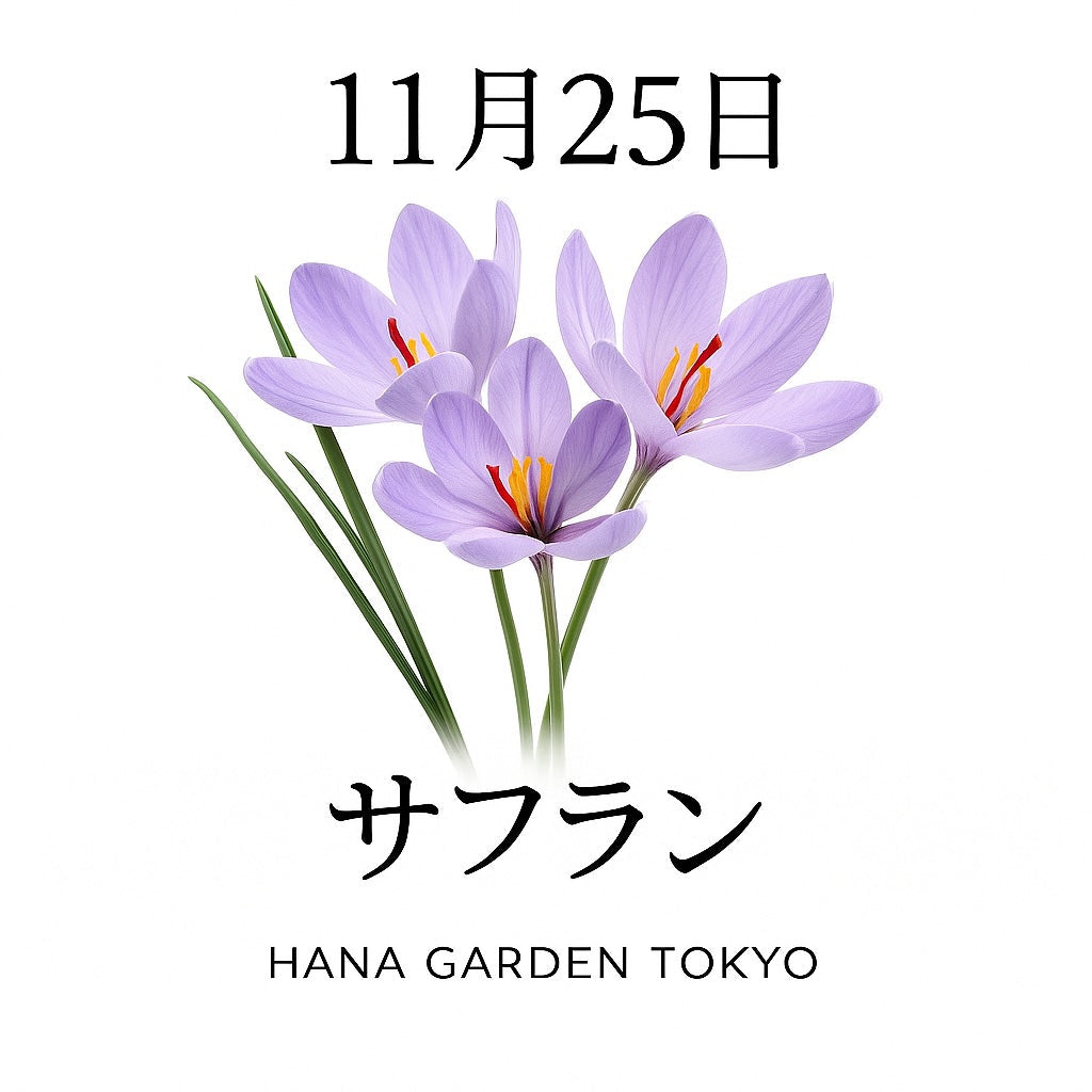 11月25日の誕生花はサフラン｜静かな輝きを放つ紫の花