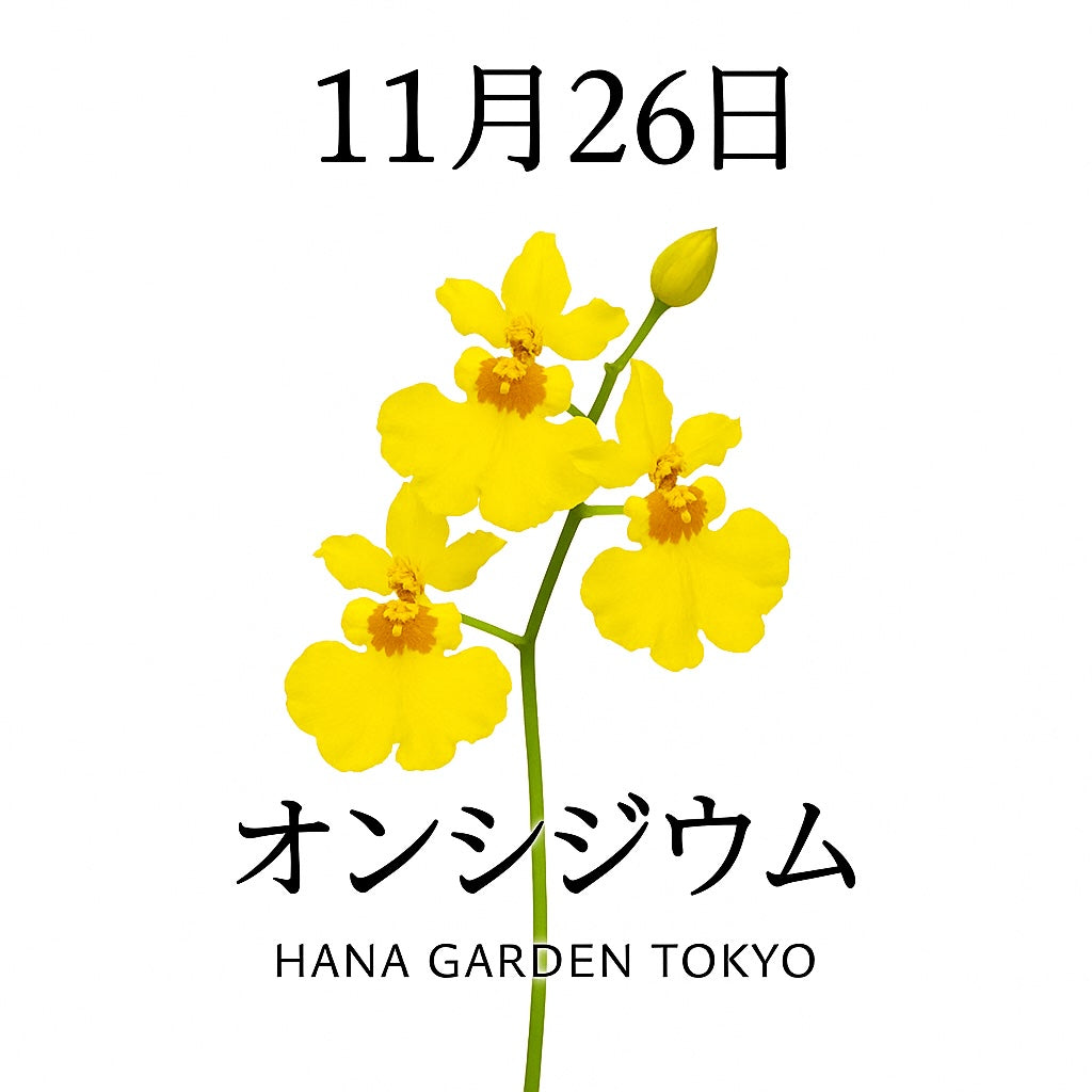 11月26日の誕生花はオンシジウム｜可憐な光をまとう踊る花