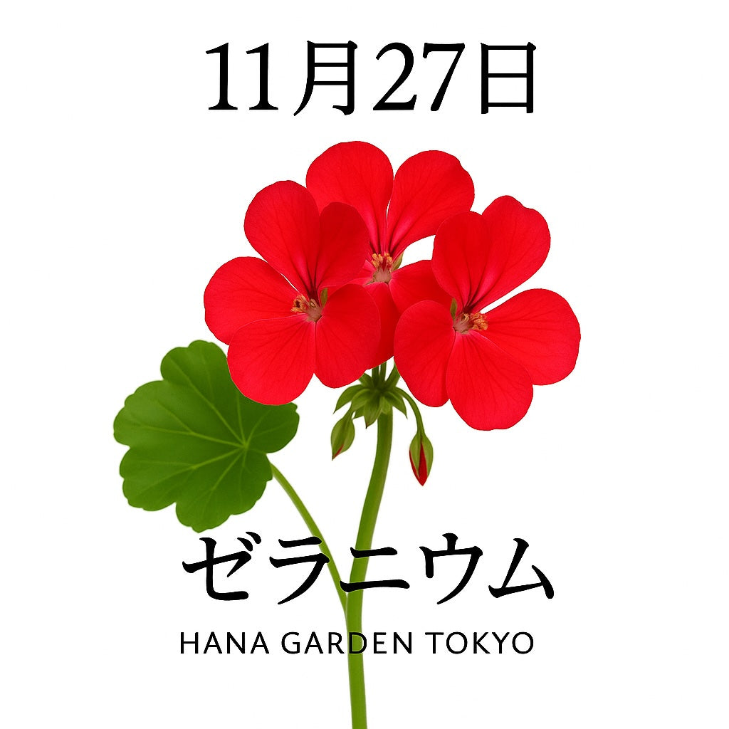 11月27日の誕生花はゼラニウム｜心を温める鮮やかな花