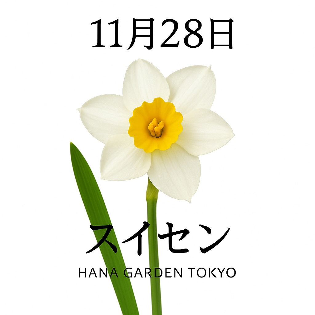 11月28日の誕生花はスイセン｜凛とした美しさが息づく冬の花