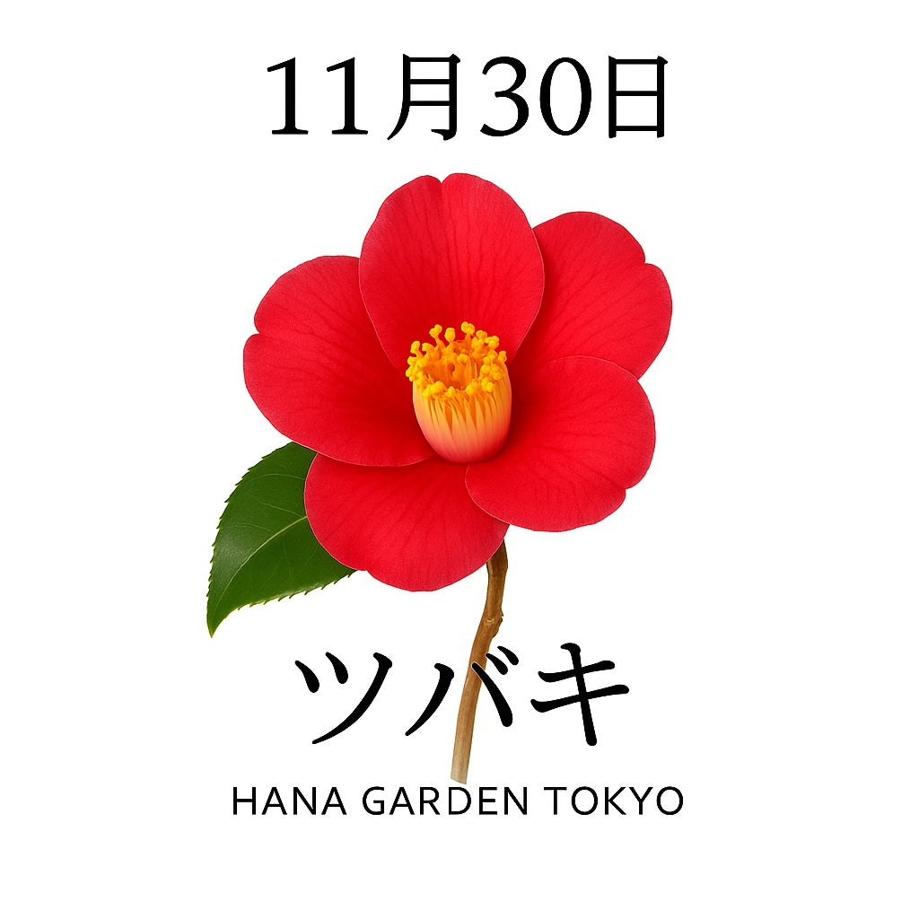 11月30日の誕生花はツバキ｜静かな美しさを宿す冬の花