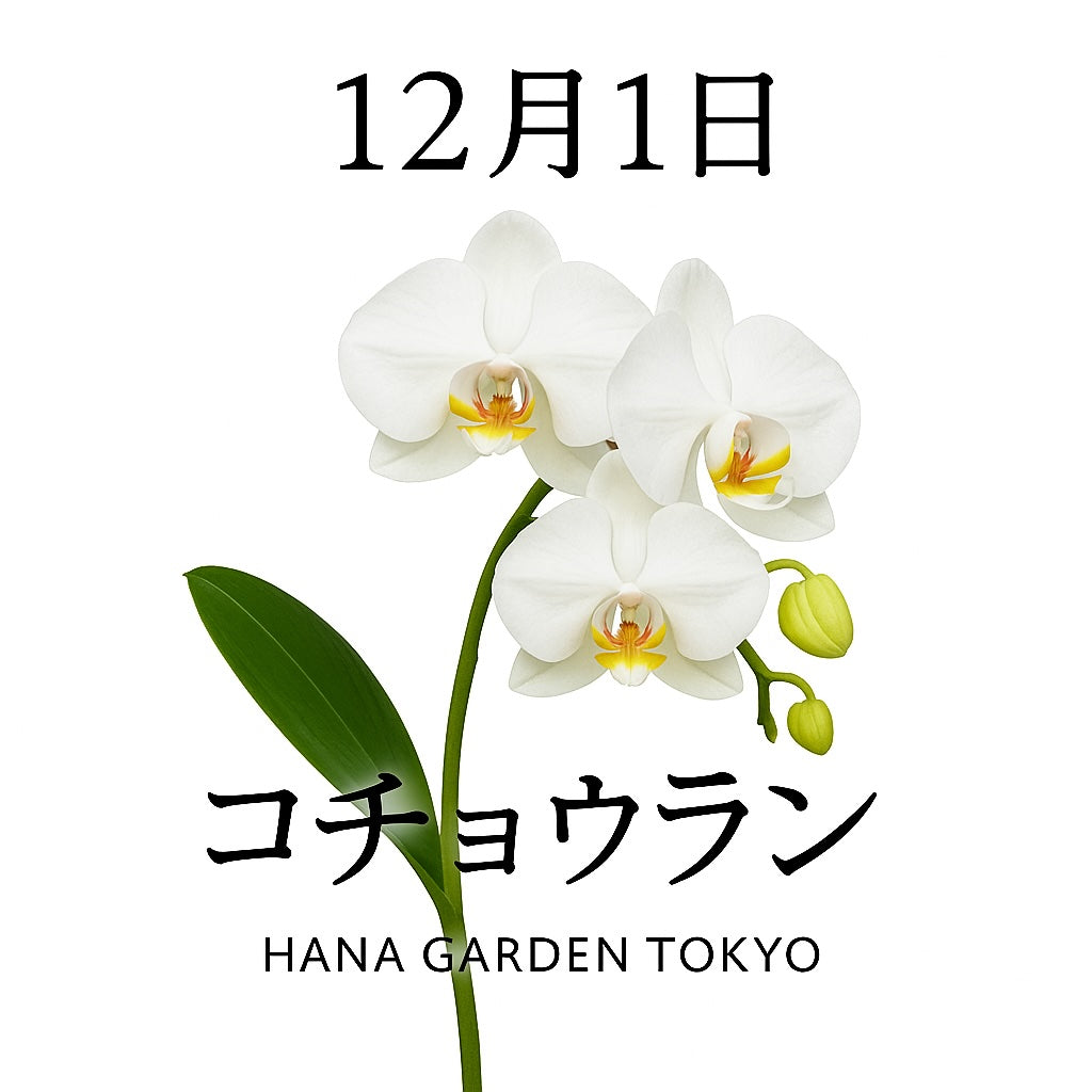12月1日の誕生花はコチョウラン｜気品と祝福を象徴する冬の花