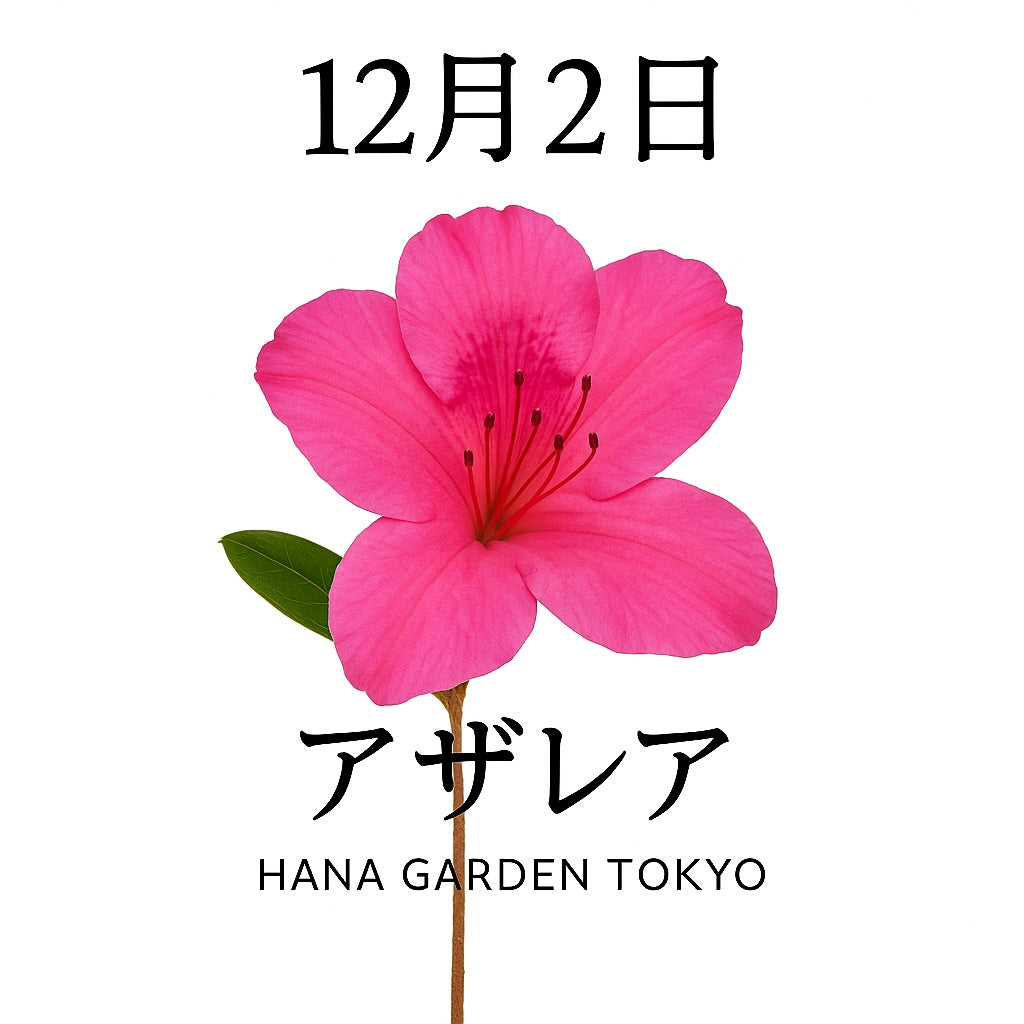 12月2日の誕生花はアザレア｜冬を彩る可憐な華やぎ