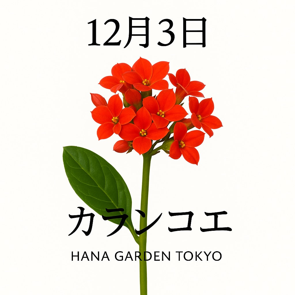 12月3日の誕生花はカランコエ｜小さな花が寄り添うあたたかな冬の灯り