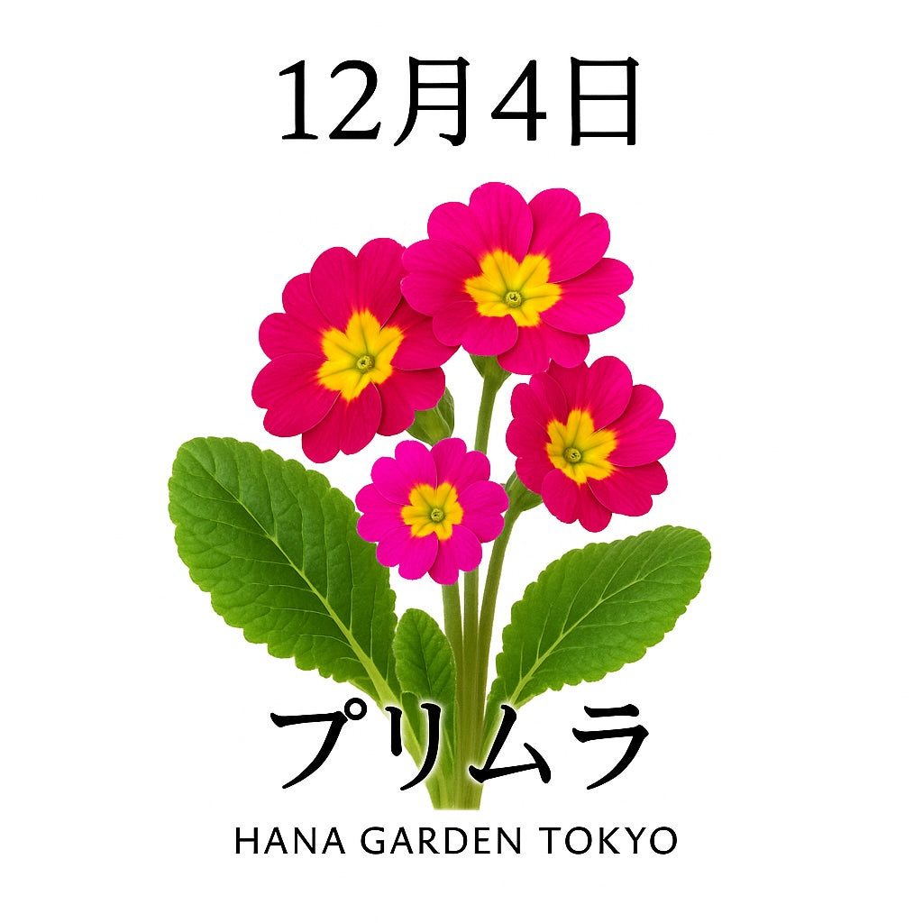 12月4日の誕生花はプリムラ｜冬に寄り添う小さな希望の花
