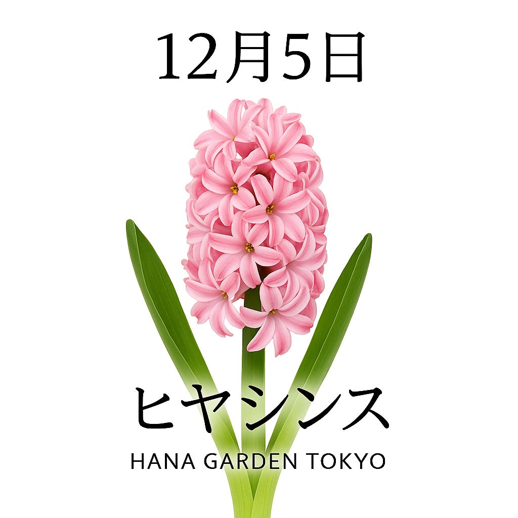 12月5日の誕生花はヒヤシンス｜香りとともに冬を彩る優しい花