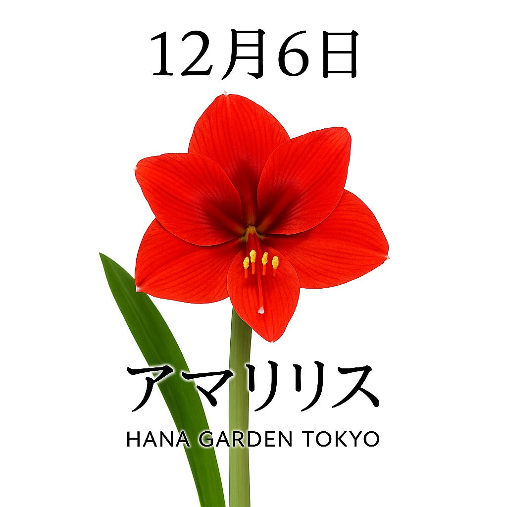 12月6日の誕生花はアマリリス｜華やかに凛と咲く冬の女王