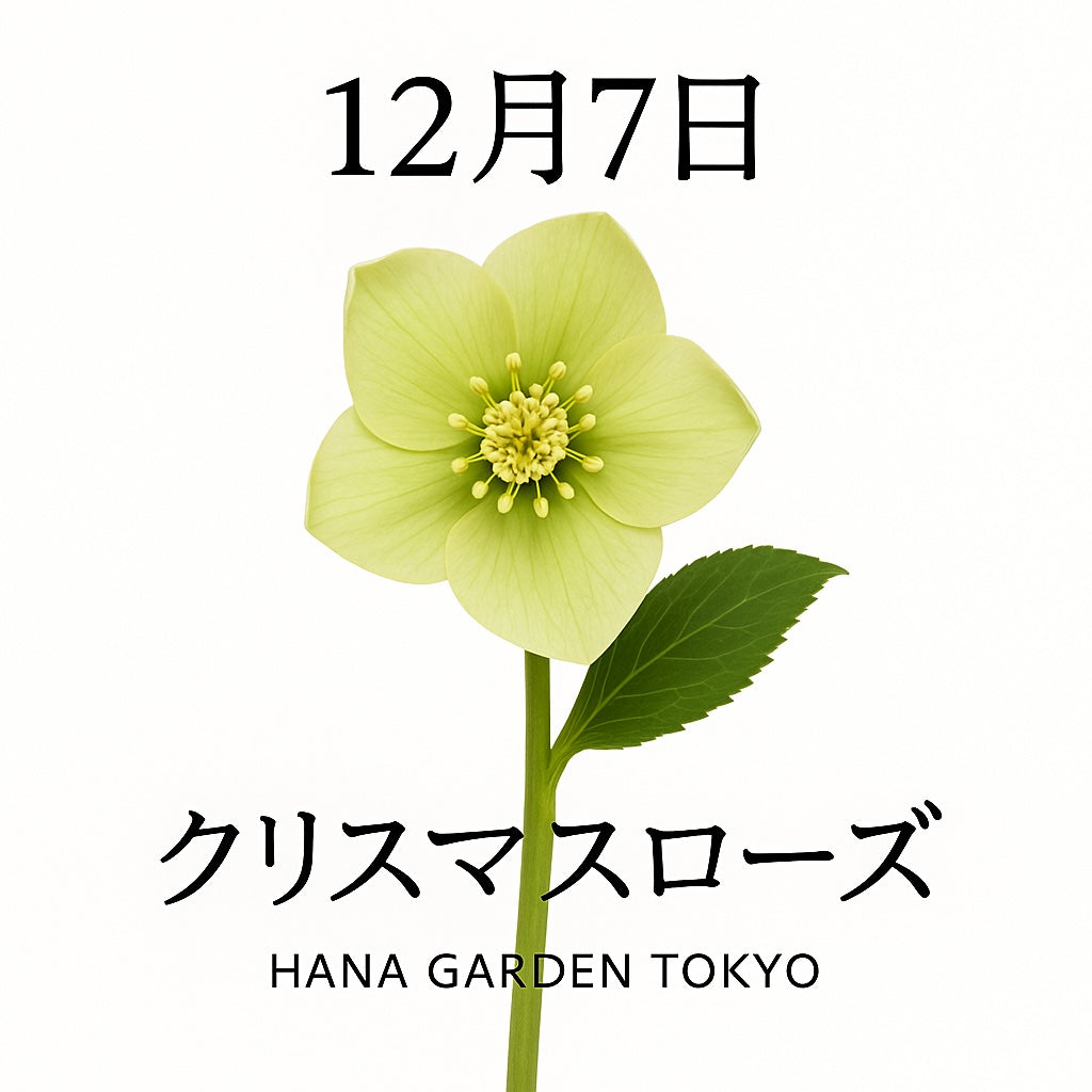 12月7日の誕生花はクリスマスローズ｜静かな輝きを宿す冬の花