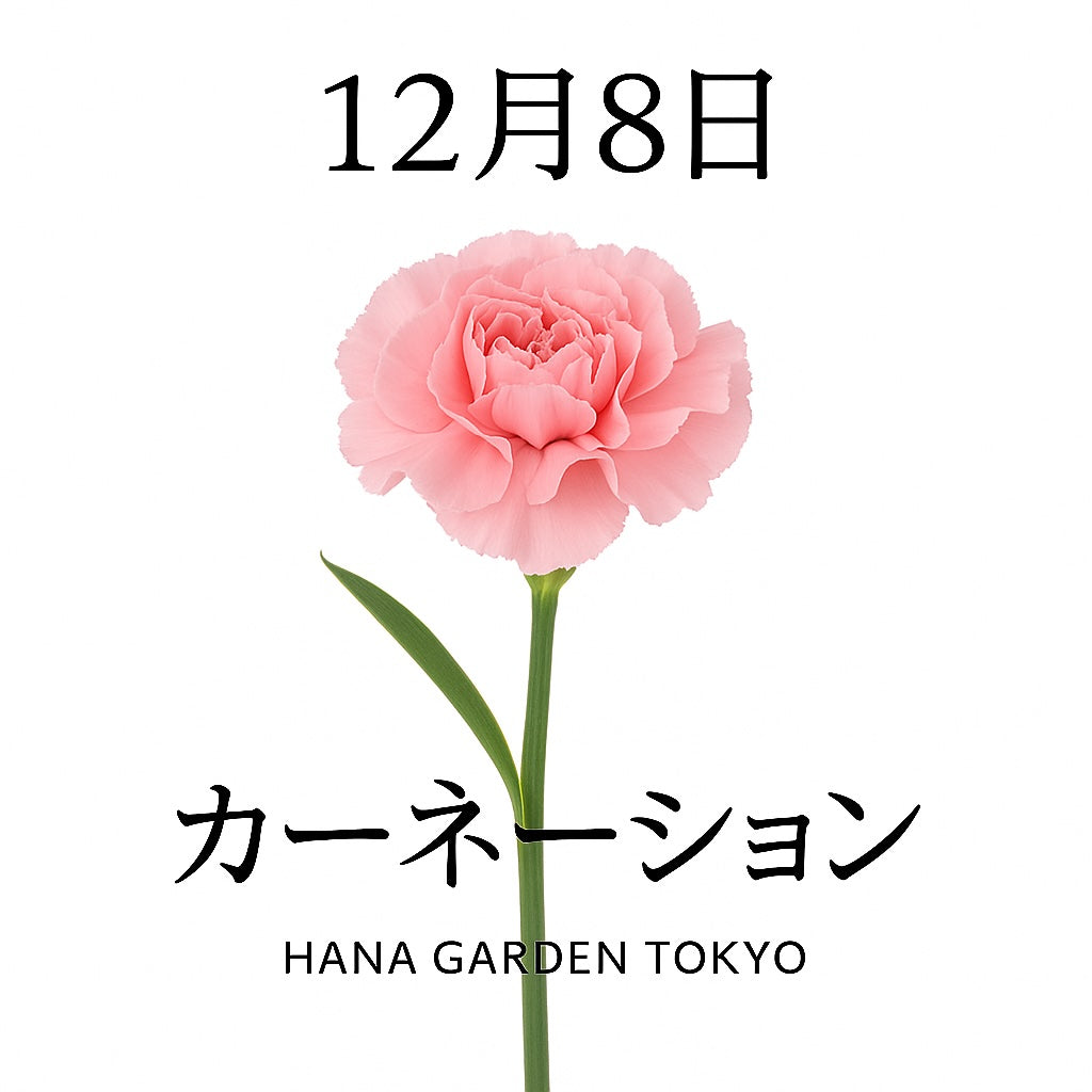 12月8日の誕生花はカーネーション｜想いをやさしく伝える永遠の定番花