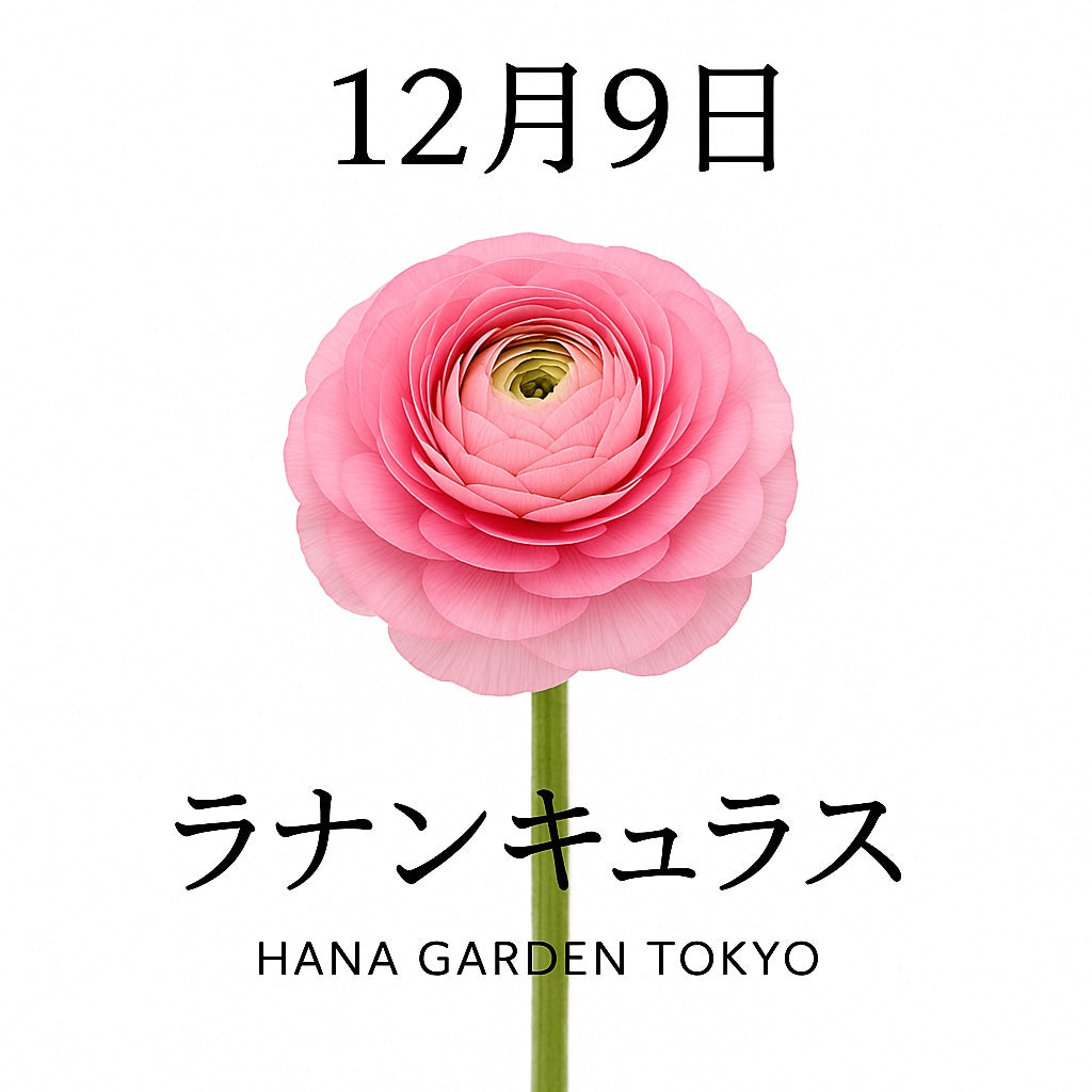 12月9日の誕生花はラナンキュラス｜重なり合う花びらが奏でる華やぎ