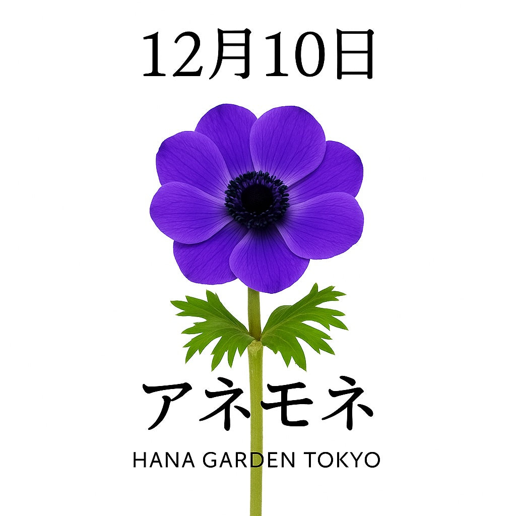 12月10日の誕生花はアネモネ｜凛と咲く美しさが心を照らす花