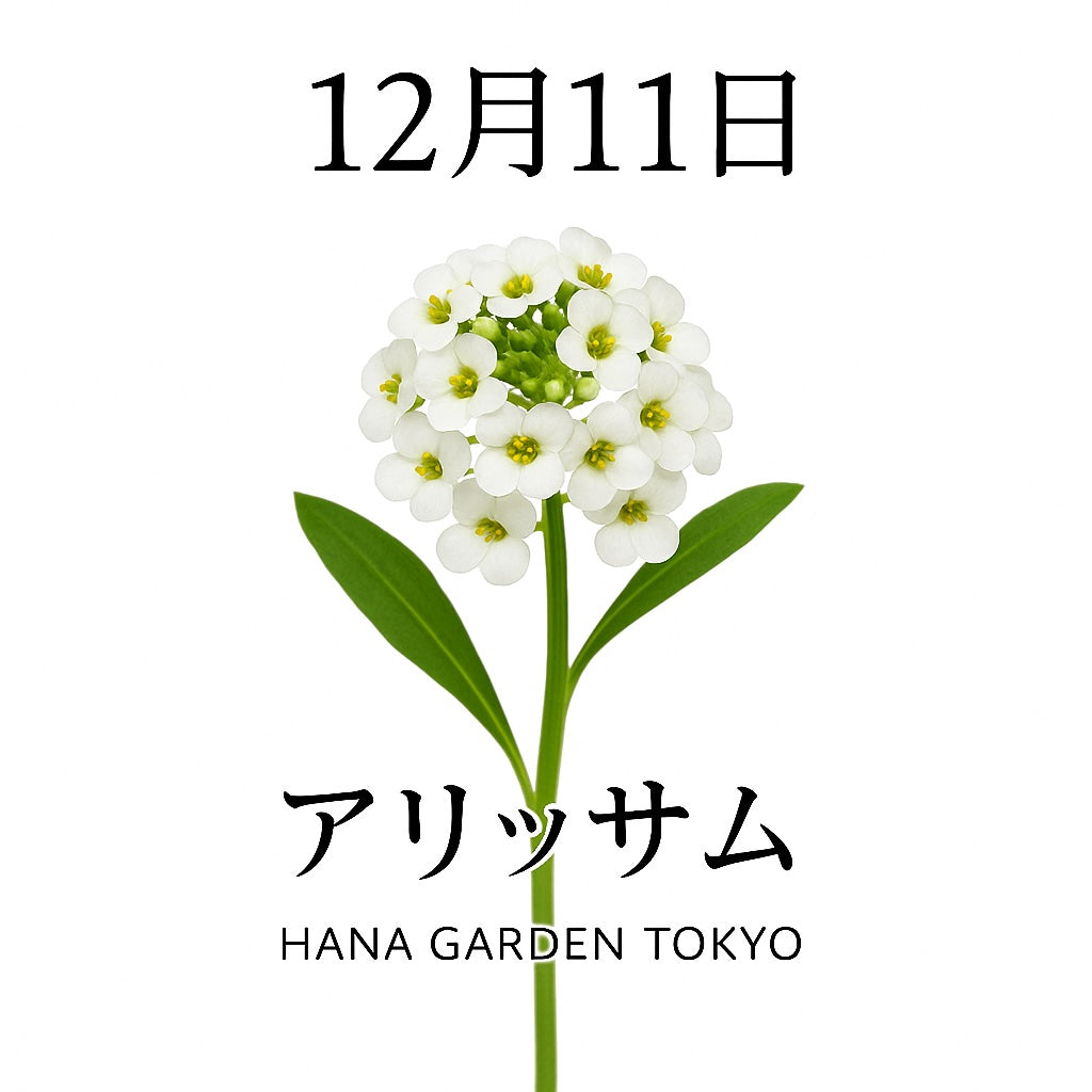 12月11日の誕生花はアリッサム｜小さな花が紡ぐあたたかな優しさ