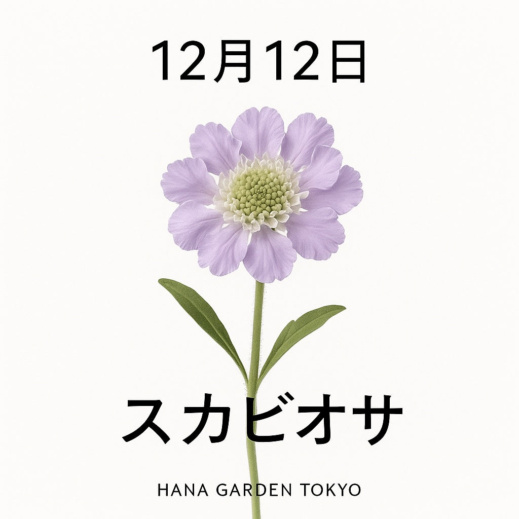 花ページ 12月12日の誕生花はスカビオサ｜やさしさが広がる可憐な花 – HANA