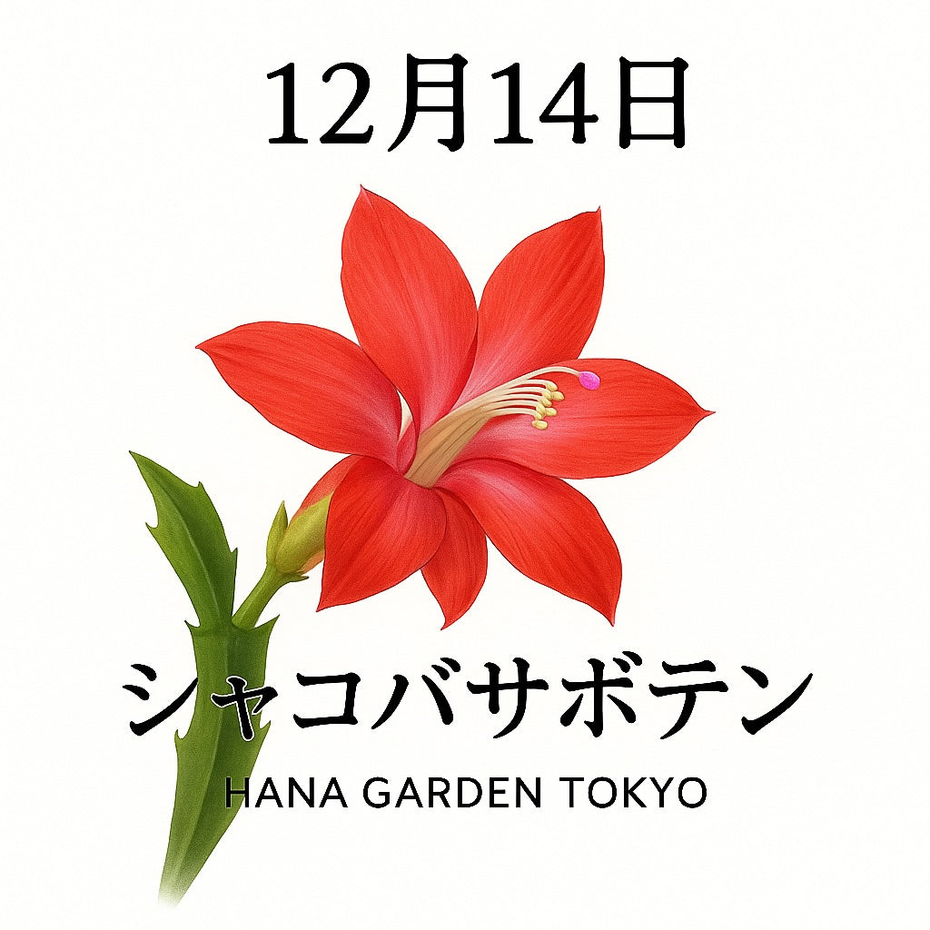 12月14日の誕生花はシャコバサボテン｜冬に咲くやさしい情熱の花