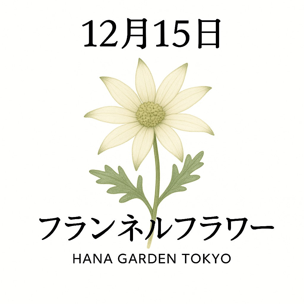 12月15日の誕生花はフランネルフラワー｜やさしさを包み込む白い花