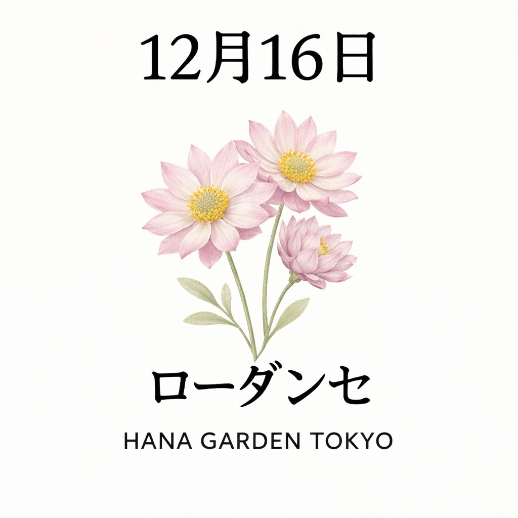 12月16日の誕生花はローダンセ｜やさしい光を閉じ込めた花
