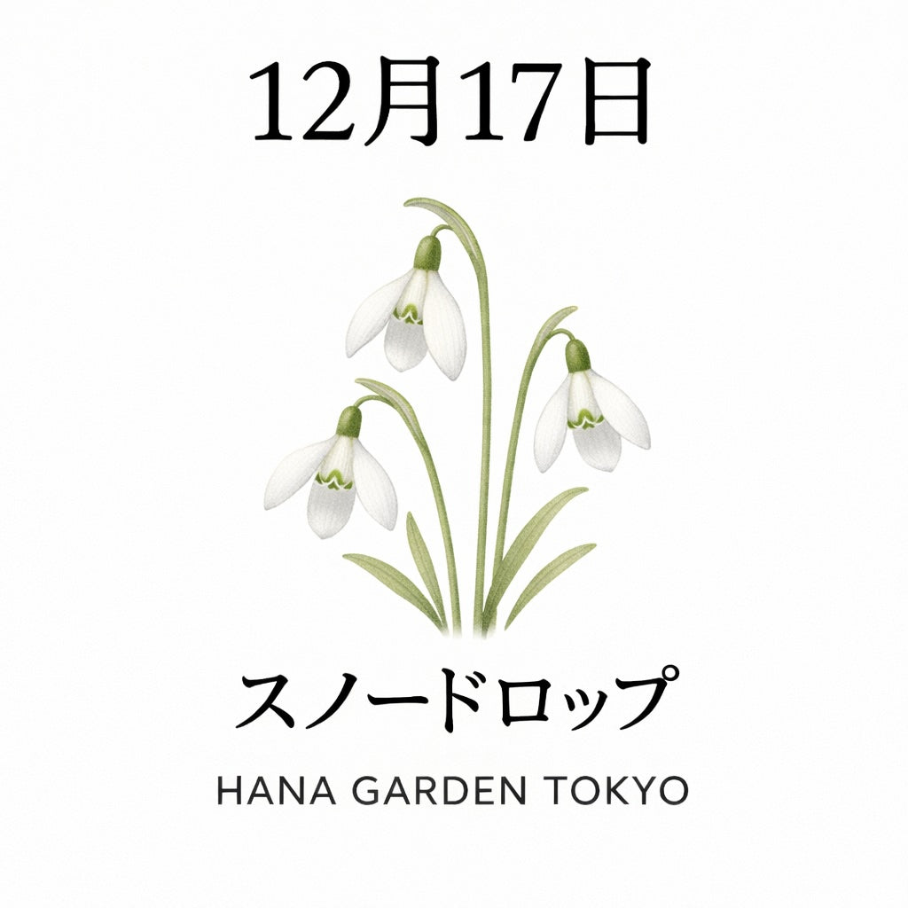 12月17日の誕生花はスノードロップ｜冬の静けさに咲く希望の花