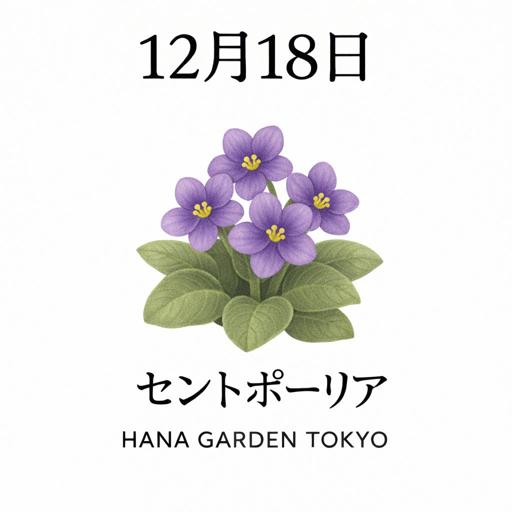 12月18日の誕生花はセントポーリア｜やさしさが寄り添う冬の花