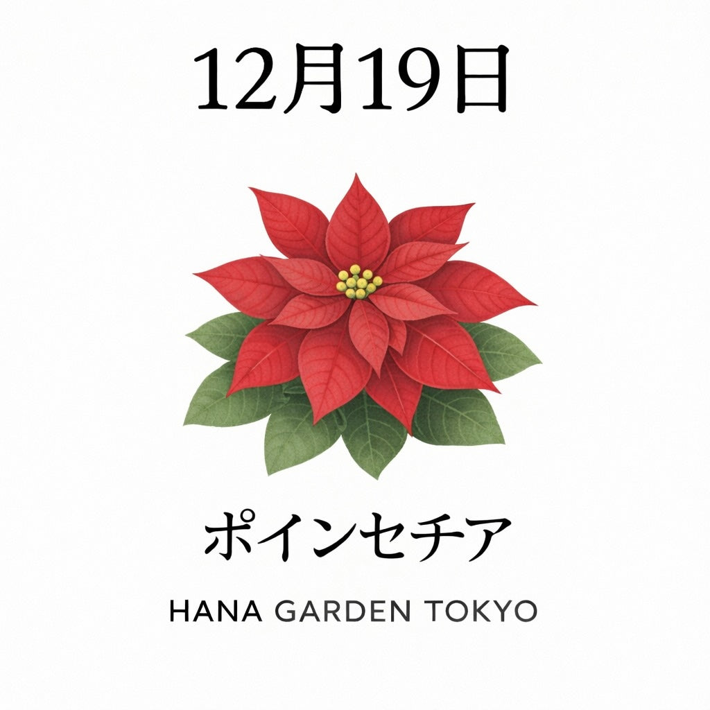 12月19日の誕生花はポインセチア｜冬を彩る祝福の花