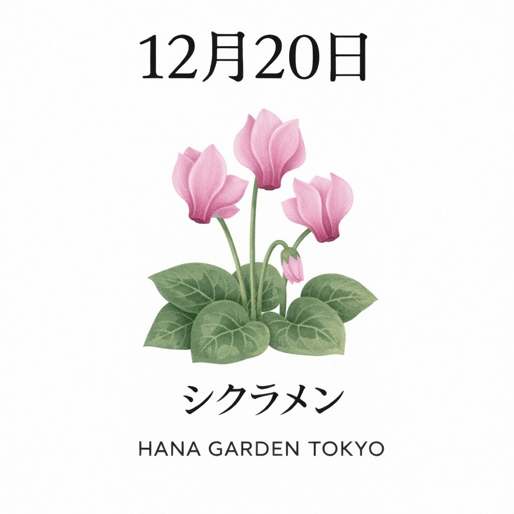 12月20日の誕生花はシクラメン｜冬に寄り添うやさしい彩り