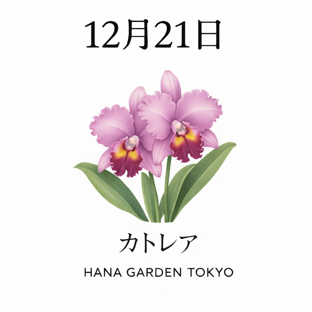 12月21日の誕生花はカトレア｜気品と華やかさを備えた冬の花
