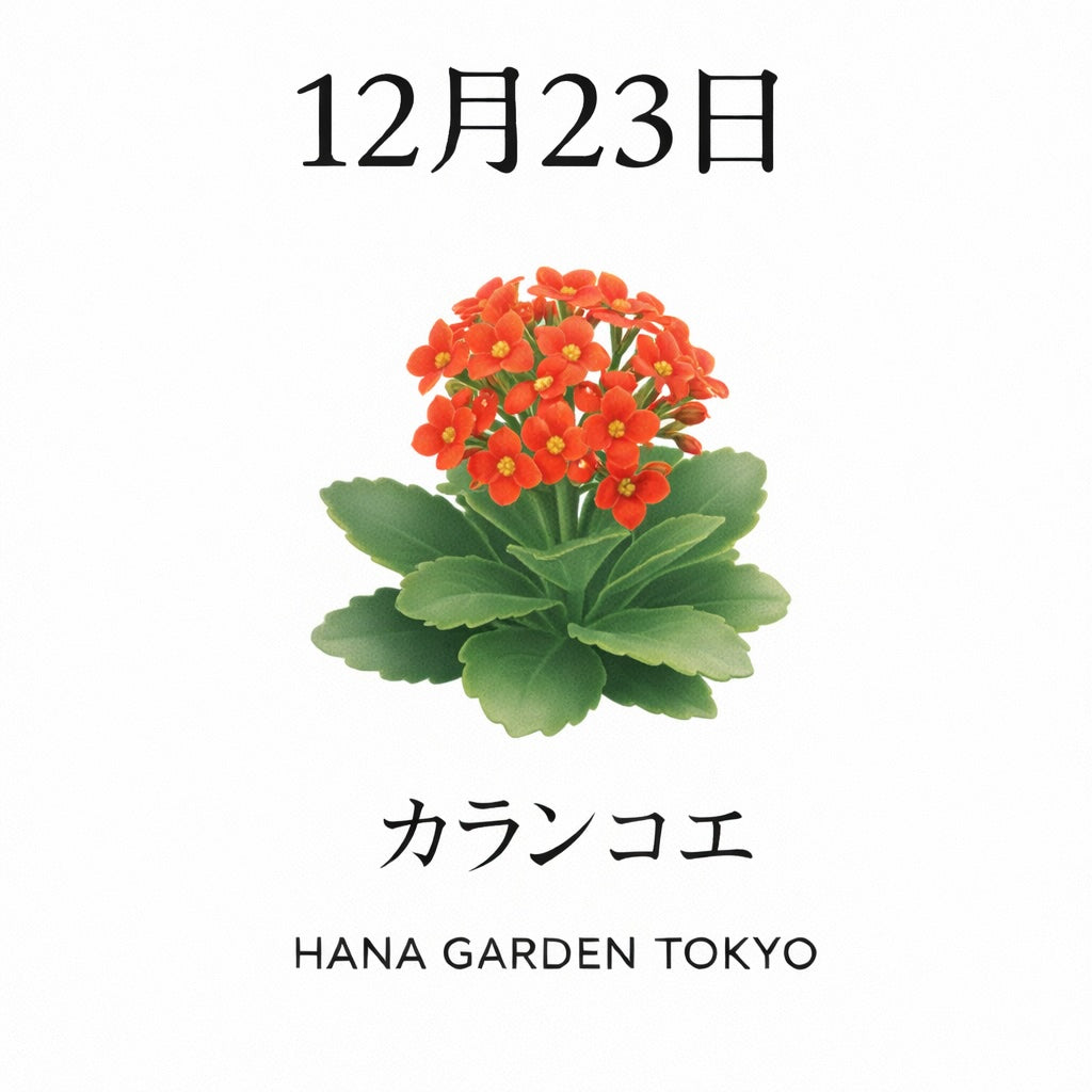 12月23日の誕生花はカランコエ｜冬に元気をくれる明るい花