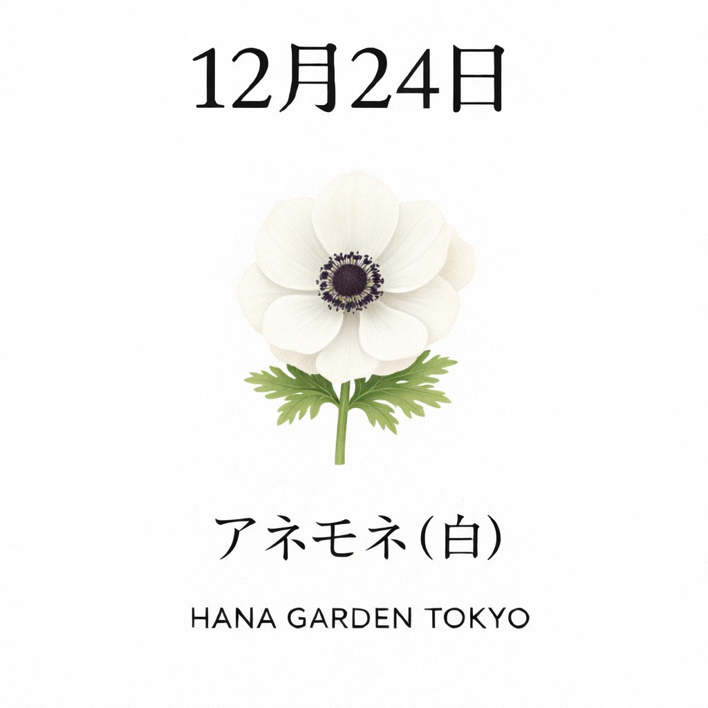 12月24日の誕生花はアネモネ（白）｜静けさに宿る清らかな想い
