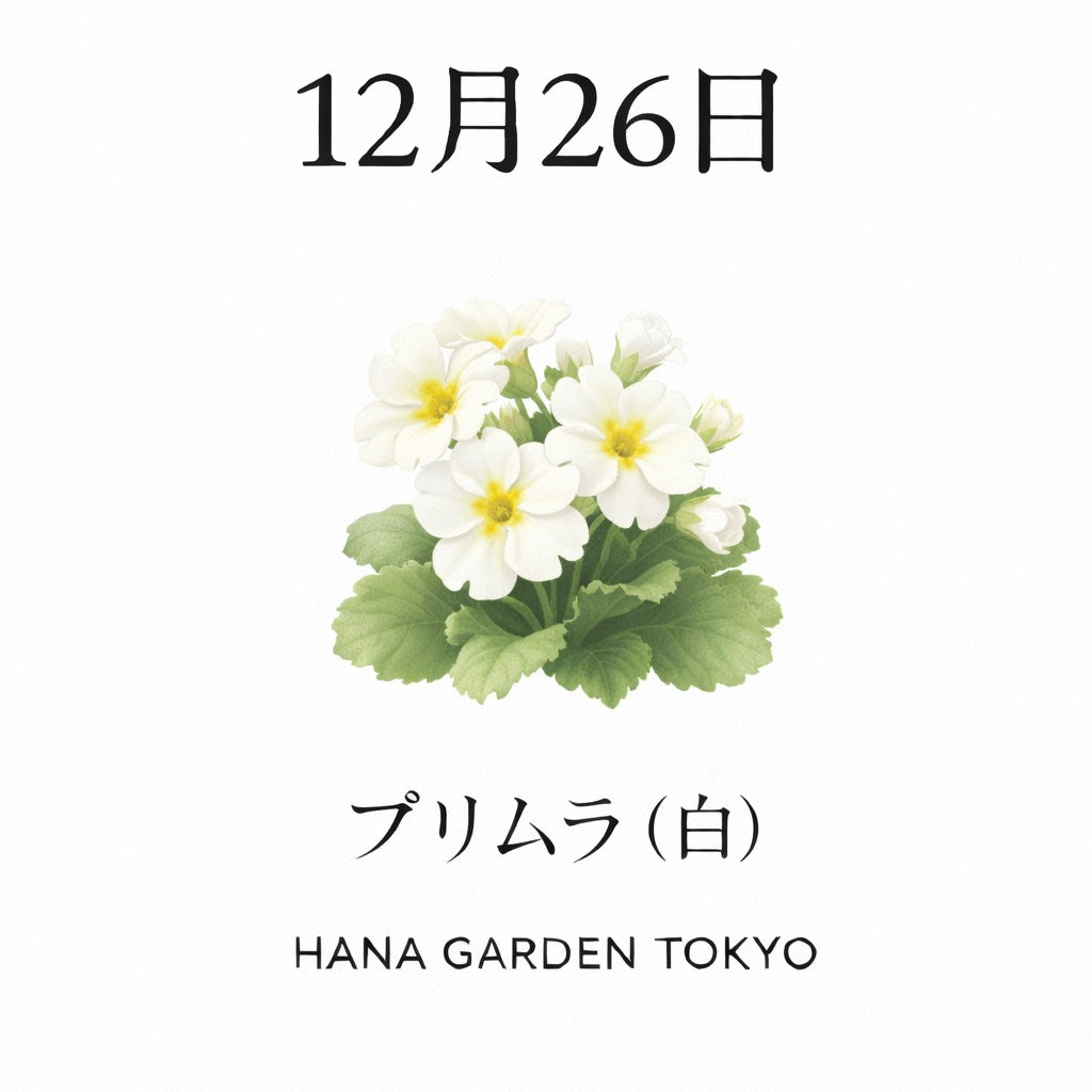 12月26日の誕生花はプリムラ（白）｜冬にやさしく灯る希望の花