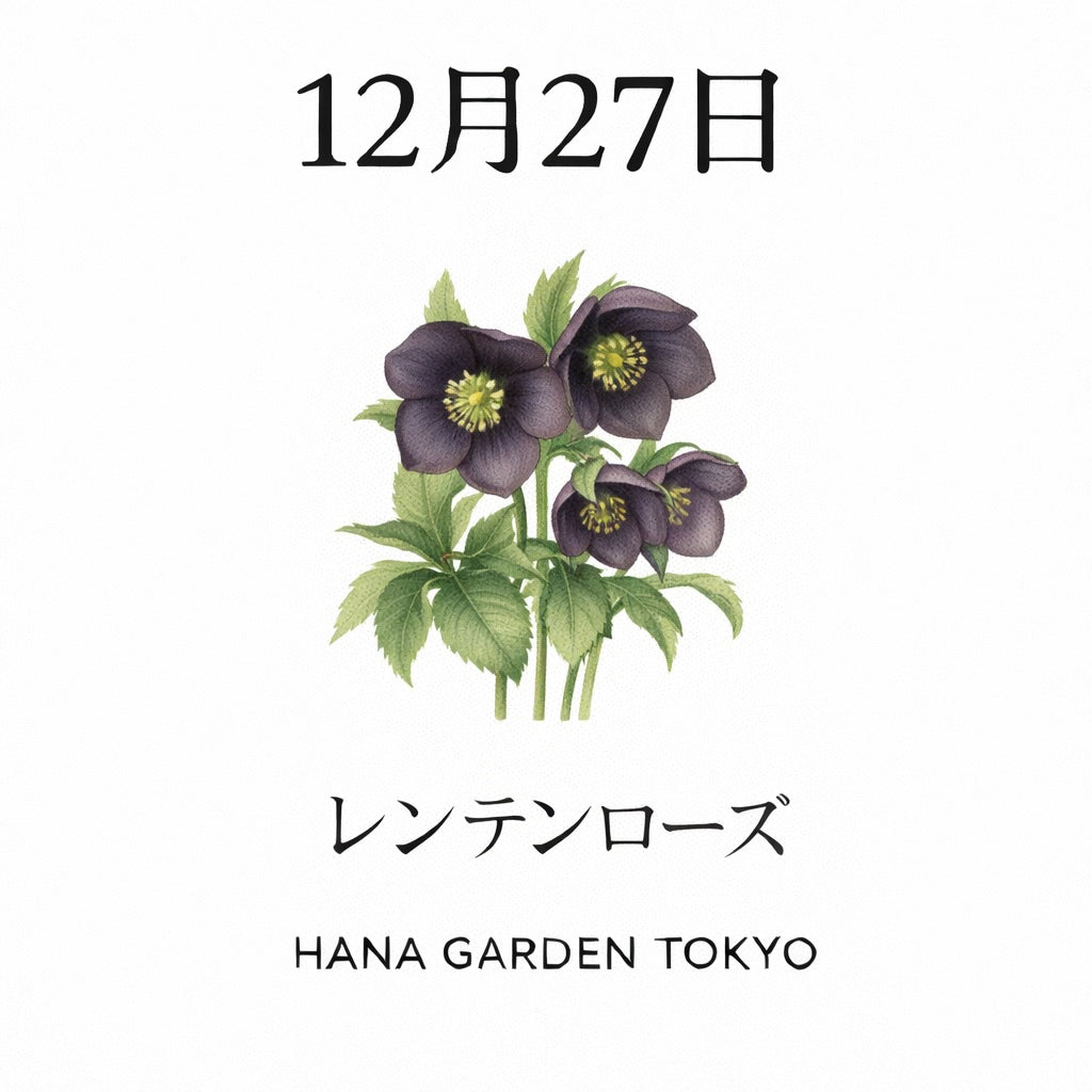 12月27日の誕生花はレンテンローズ｜冬に静かに咲く、深い想いの花