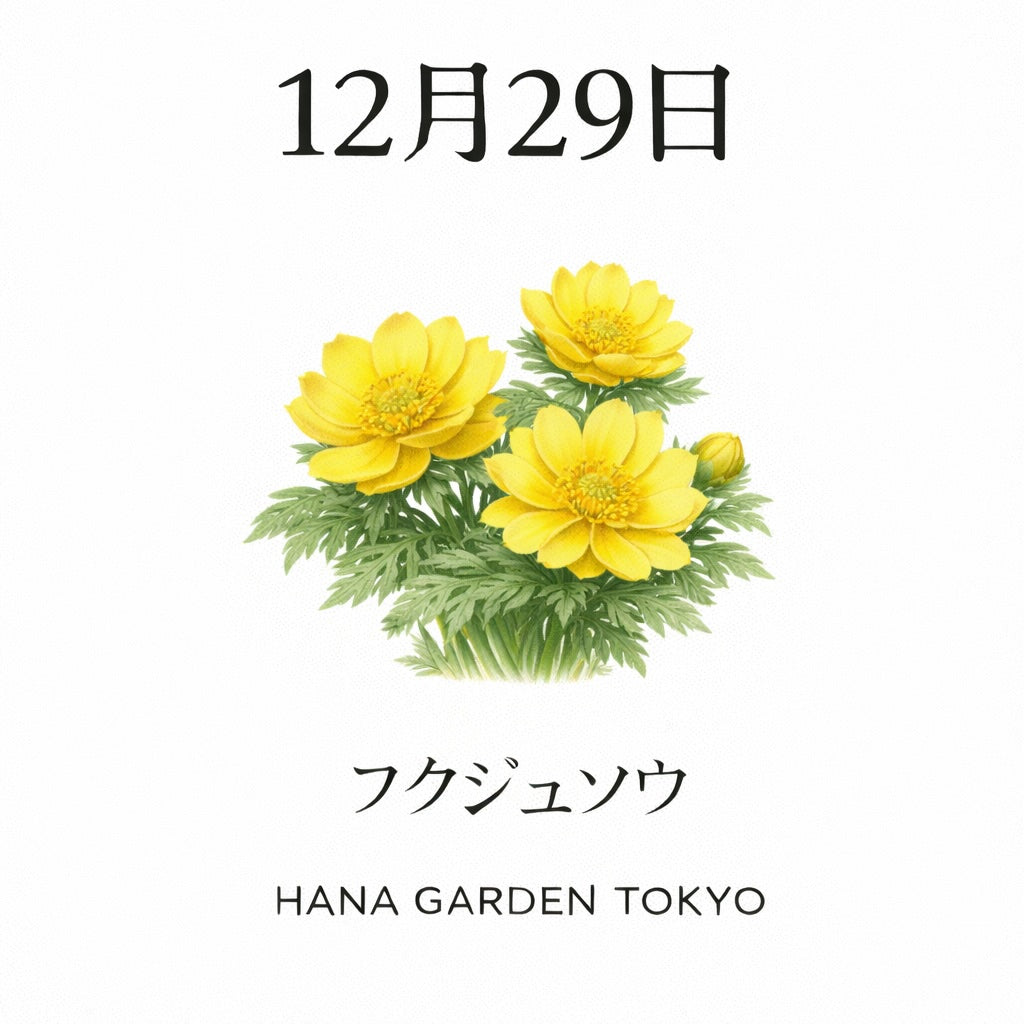 12月29日の誕生花はフクジュソウ｜新しい年を迎える、希望の花