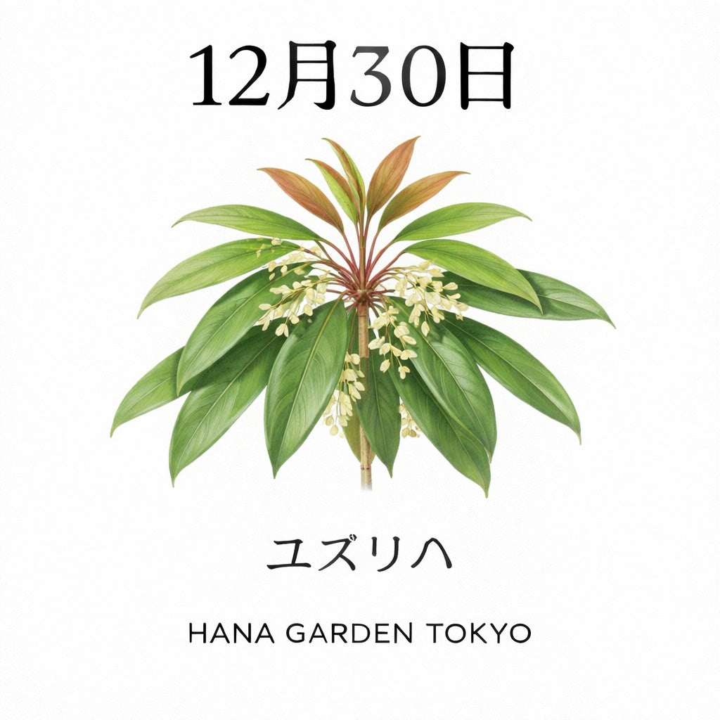 12月30日の誕生花はユズリハ｜新しい年へ想いをつなぐ花