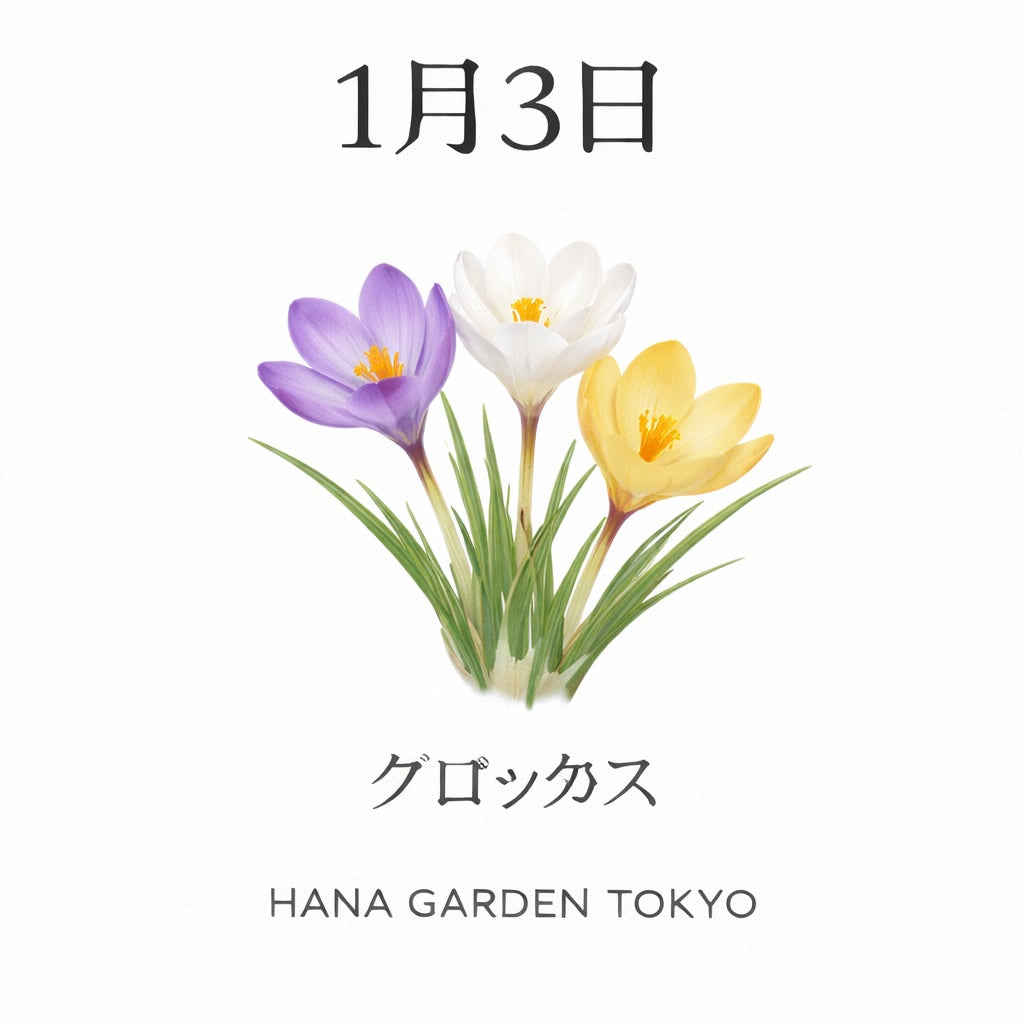 1月3日の誕生花はクロッカス｜希望の光を告げる花