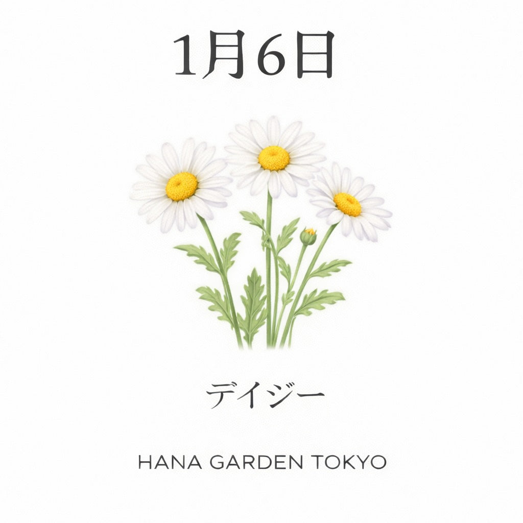 1月6日の誕生花はデイジー｜素直な心を映す、可憐な花