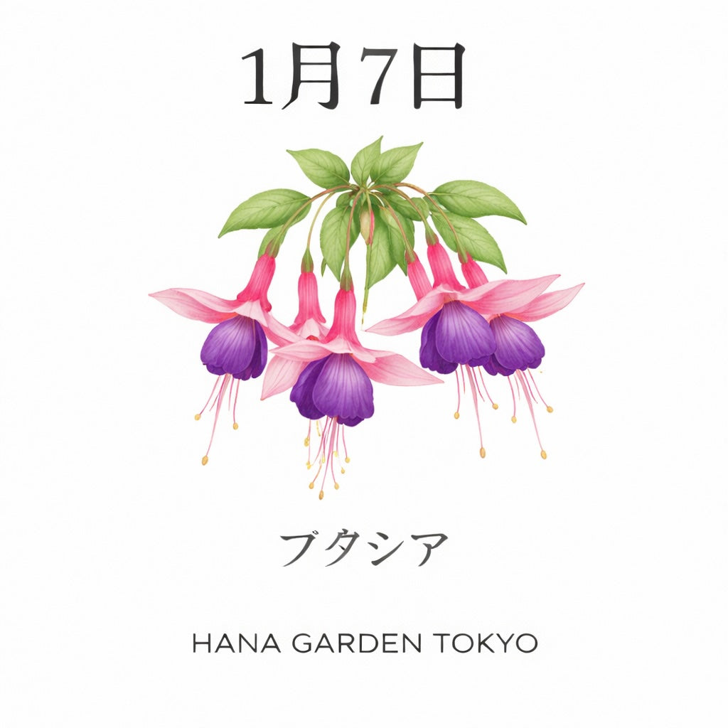 1月7日の誕生花はフクシア｜秘めた想いを映す、気品ある花