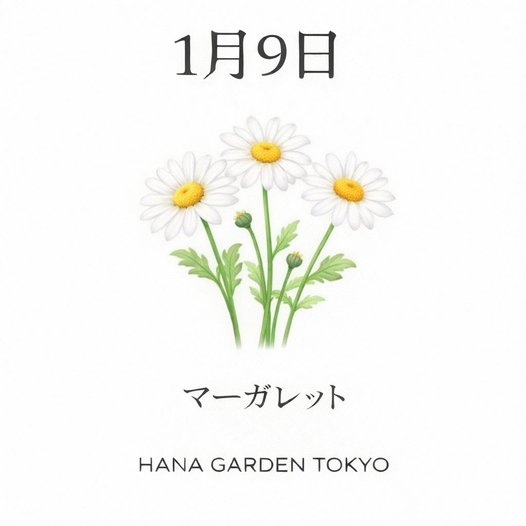 1月9日の誕生花はマーガレット｜誠実な想いをまっすぐ伝える花