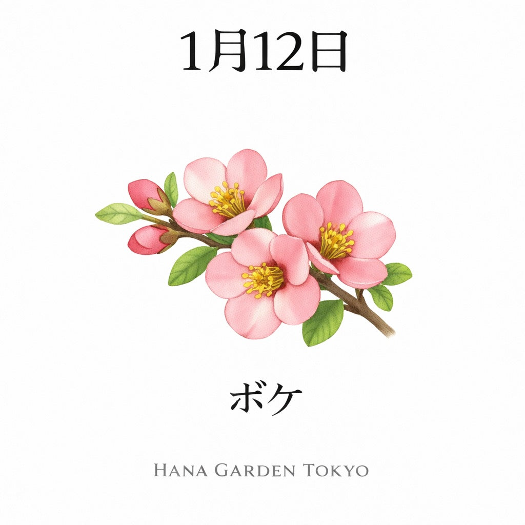 1月12日の誕生花はボケ｜冬の中で咲く、やさしい春の訪れ