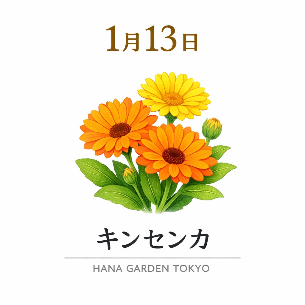 1月13日の誕生花はキンセンカ｜冬の日差しのように心を照らす花