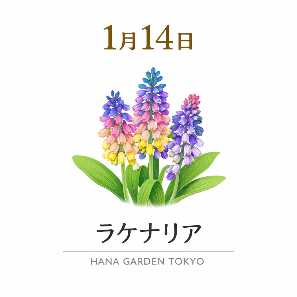 1月14日の誕生花はラケナリア｜冬にきらめく、個性豊かな球根花