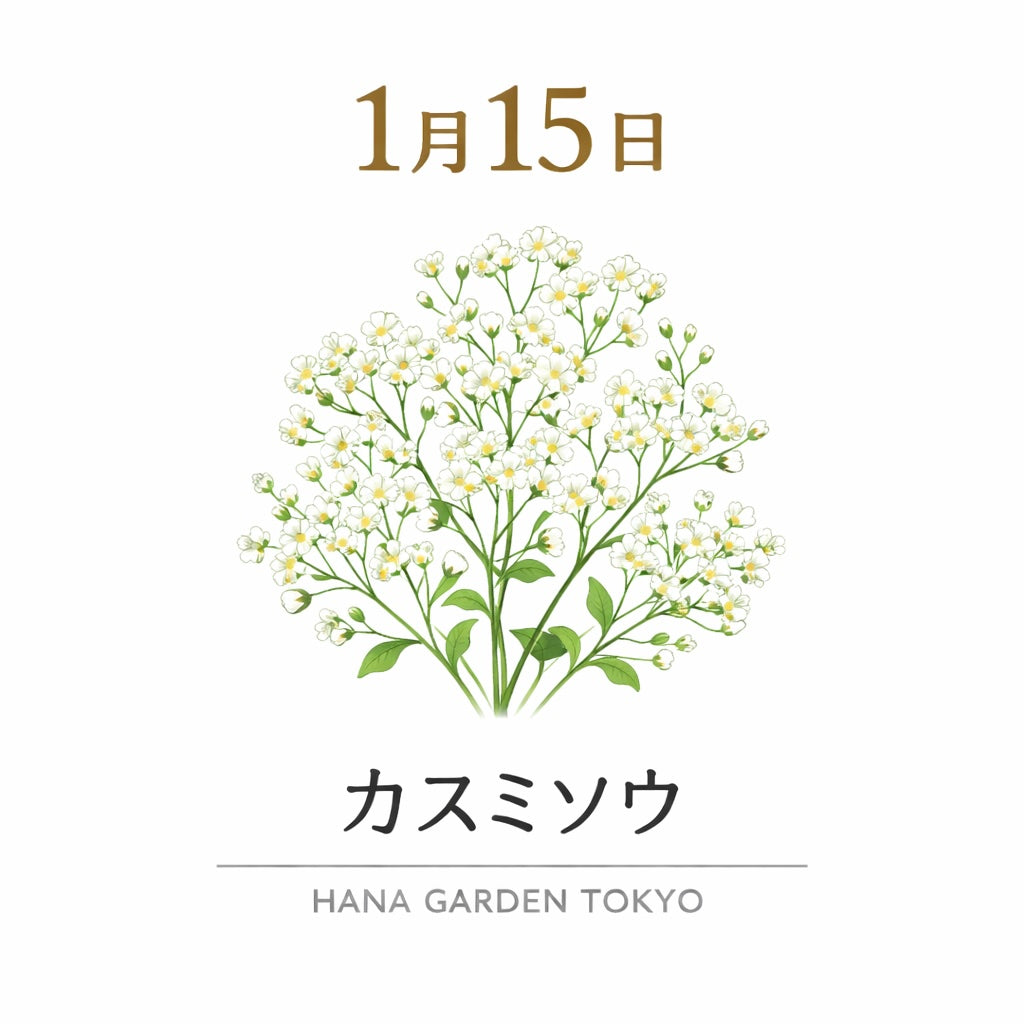 1月15日の誕生花はカスミソウ｜やさしさと純粋な想いを伝える花