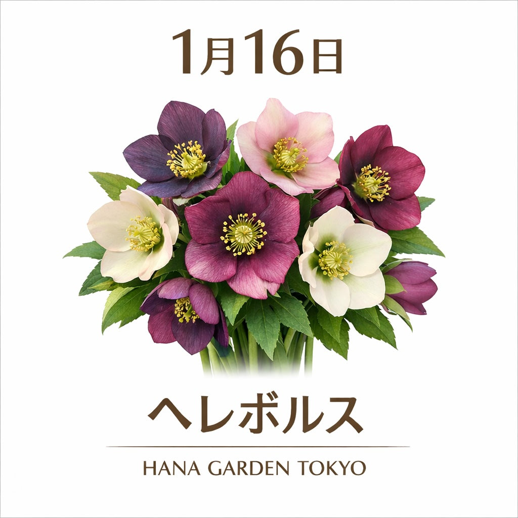 1月16日の誕生花はヘレボルス｜静かな気品を宿す冬の花